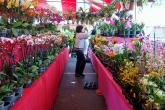 Chợ hoa Tết rực rỡ ở Little Saigon
